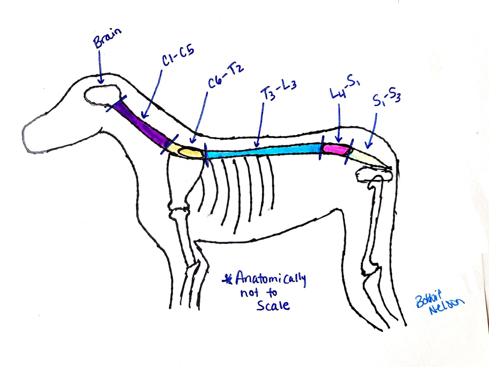 Vet Report 1.jpg